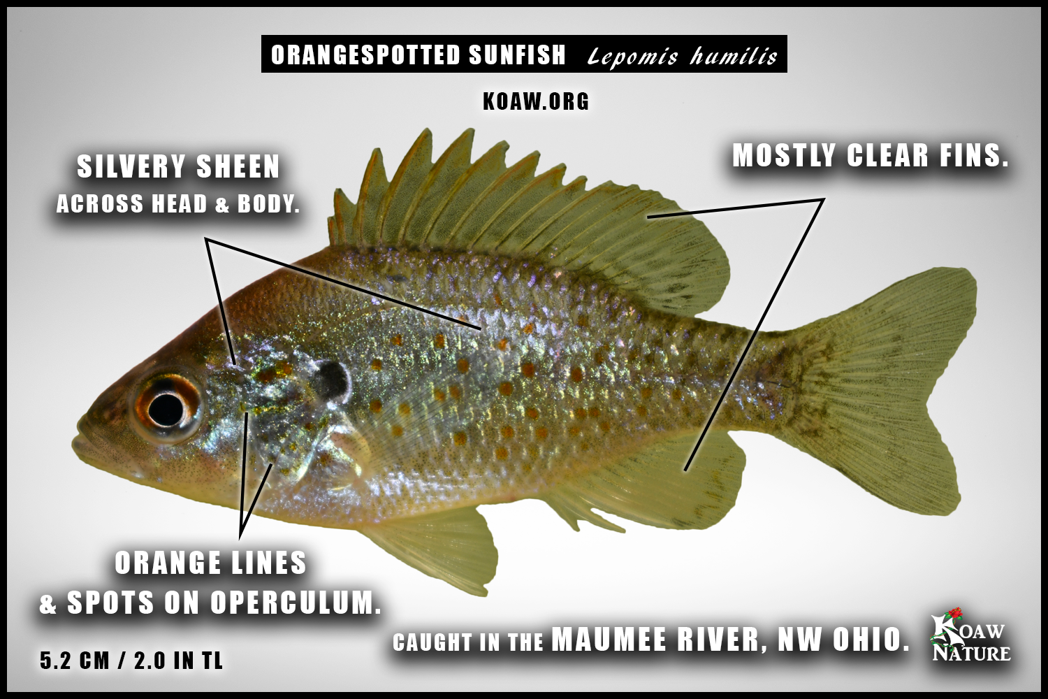 Lepomis humilis orangespotted sunfish Koaw Nature Nice Maeumee River.png