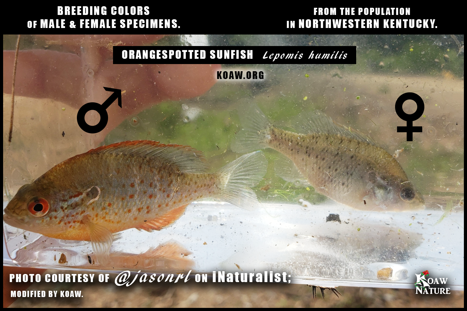 Male v Female Orangespotted Sunfish Koaw Nature.png