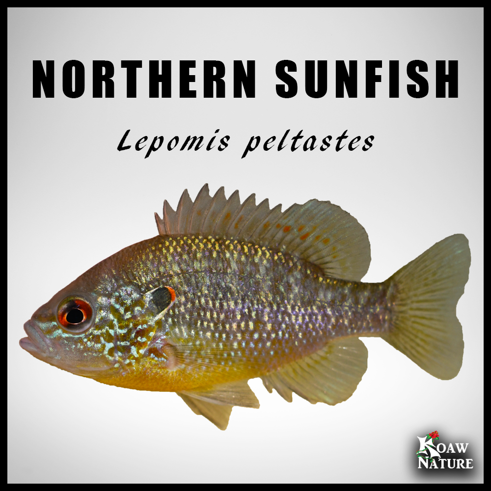 Northern Sunfish Thumbnail Koaw Nature.png