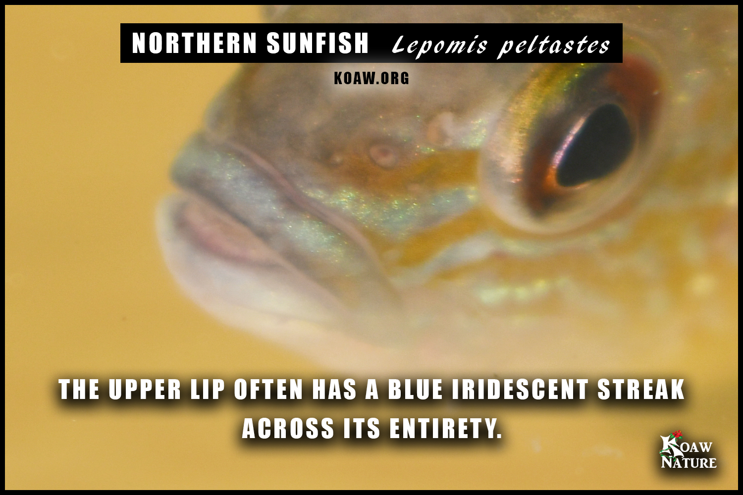 Norther Blue Lip Lepomis peltastes Koaw Nature.png