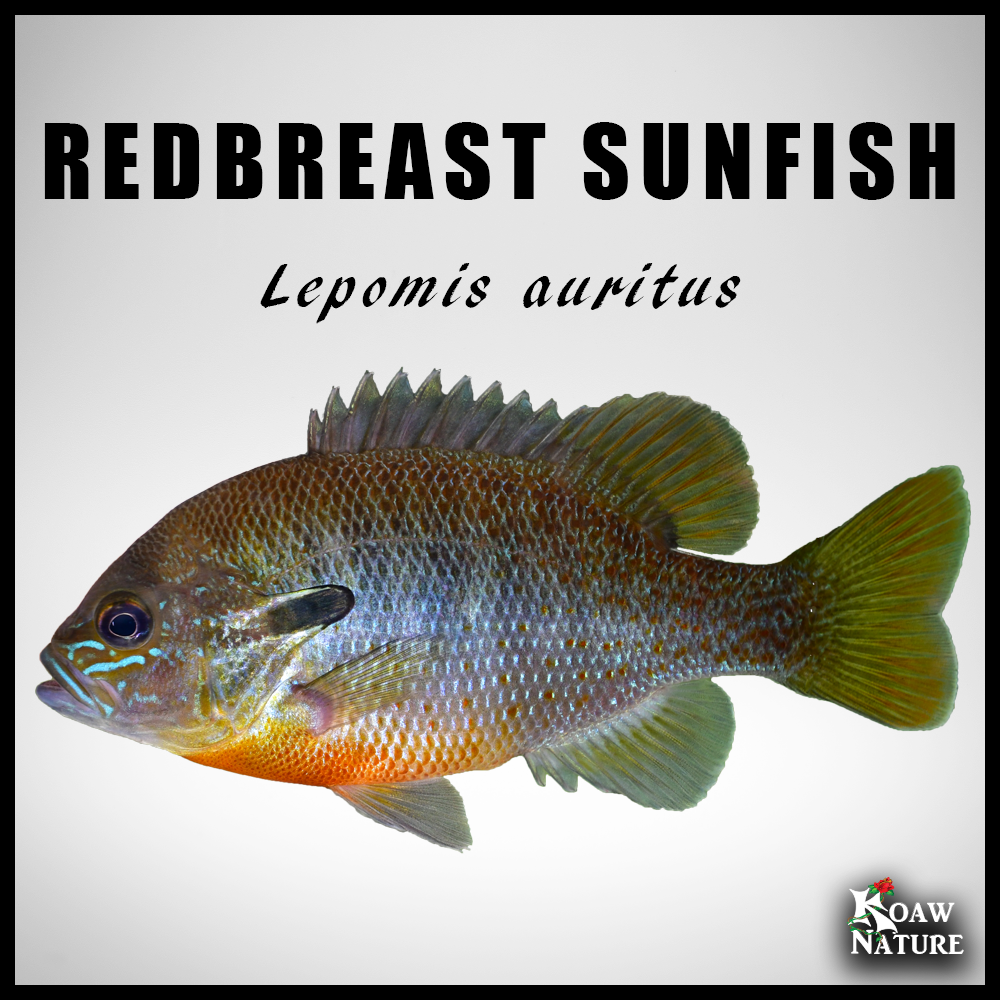 Koaw's Quick Sunfish Cheat Sheet — Koaw Nature