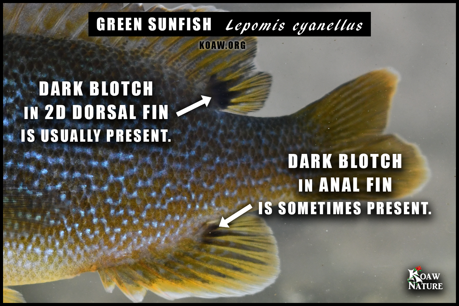 Green sunfish dark anal fin dorsal fin blotch Koaw Nature.png