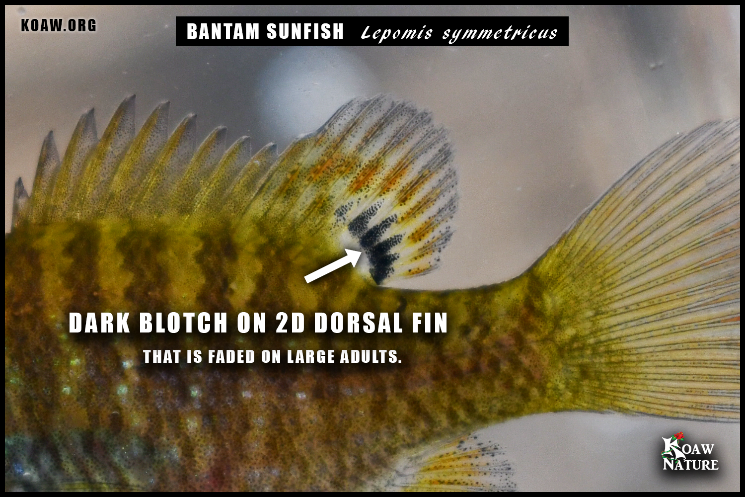 Bantam Dorsal Fin Blotch Closeup Koaw Nature.png