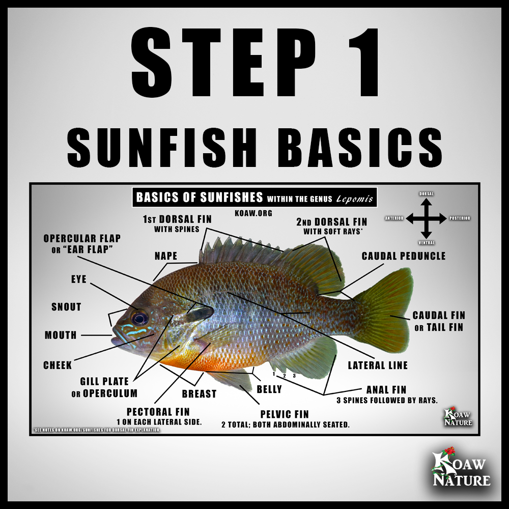 STEP 1 BASICS OF SUNFISHES KOAW NATURE.png
