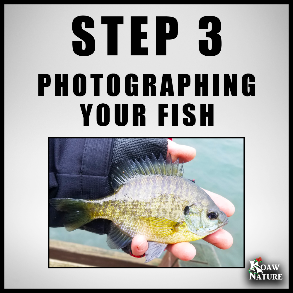 STEP 3 PHOTOGRAPHING SUNFISHES KOAW NATURE.png