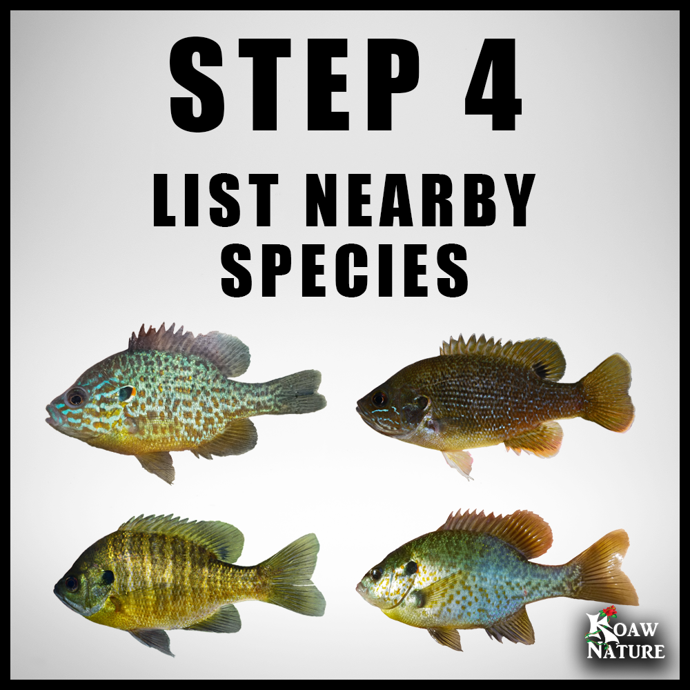 STEP 4 LIST NEARBY SPECIES KOAW NATURE.png