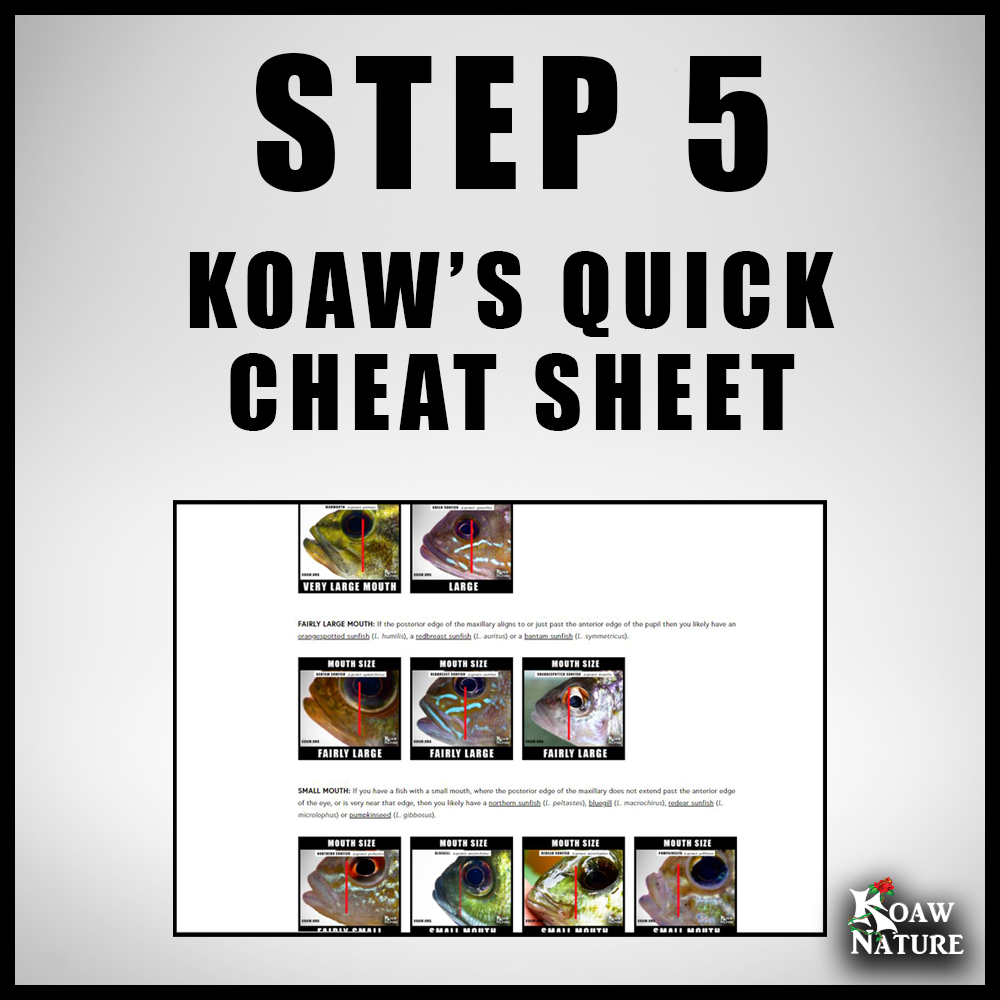 STEP 5 KOAWS CHEAT SHEET KOAW NATURE.png