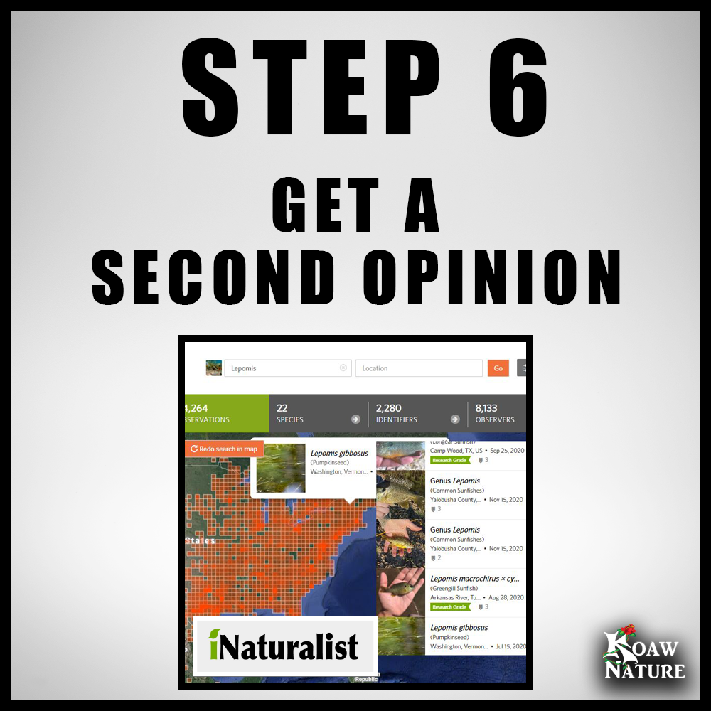 STEP 6 GET A SECOND OPINION KOAW NATURE.png