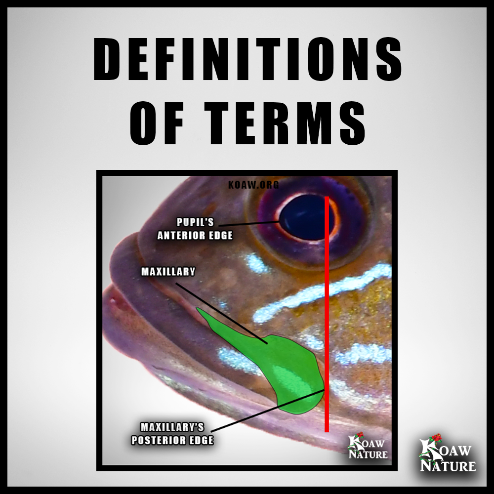 DEF OF TERMS SQUARE KOAW NATURE.png
