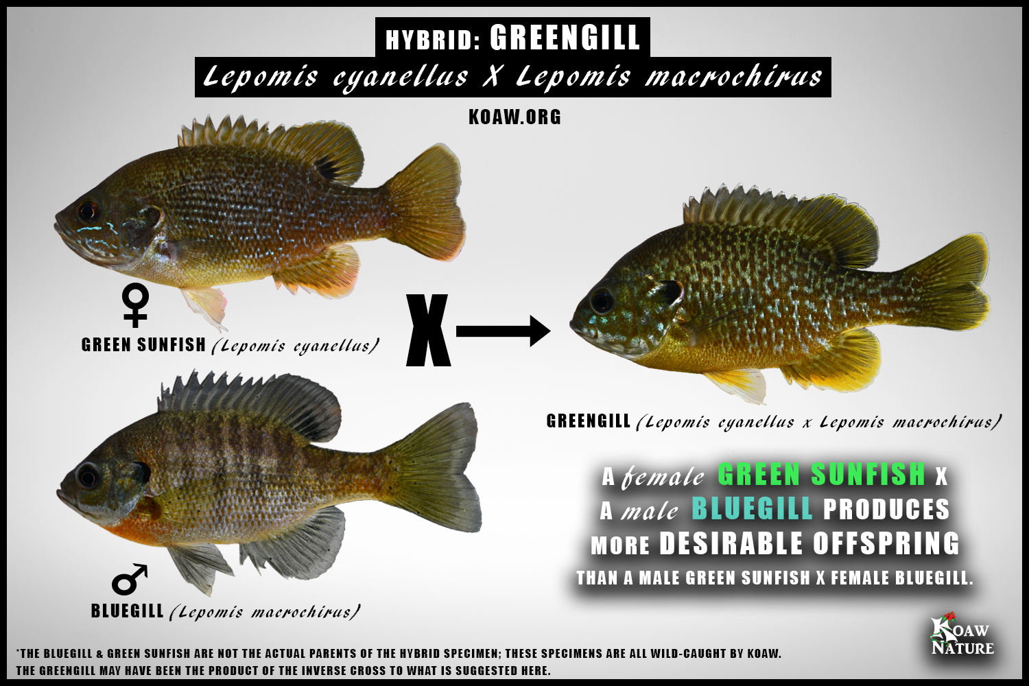 Greengill (Lepomis cyanellus x Lepomis macrochirus) — Koaw Nature