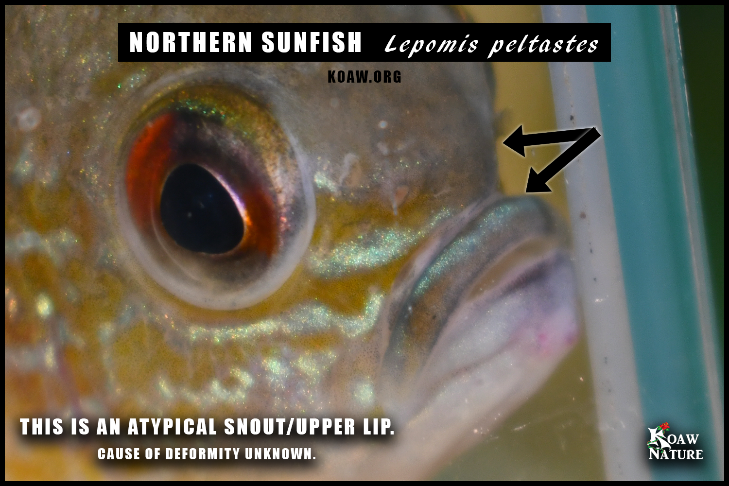 Deformed Northern Sunfish Lip Lepomis peltastes Koaw Nature.png