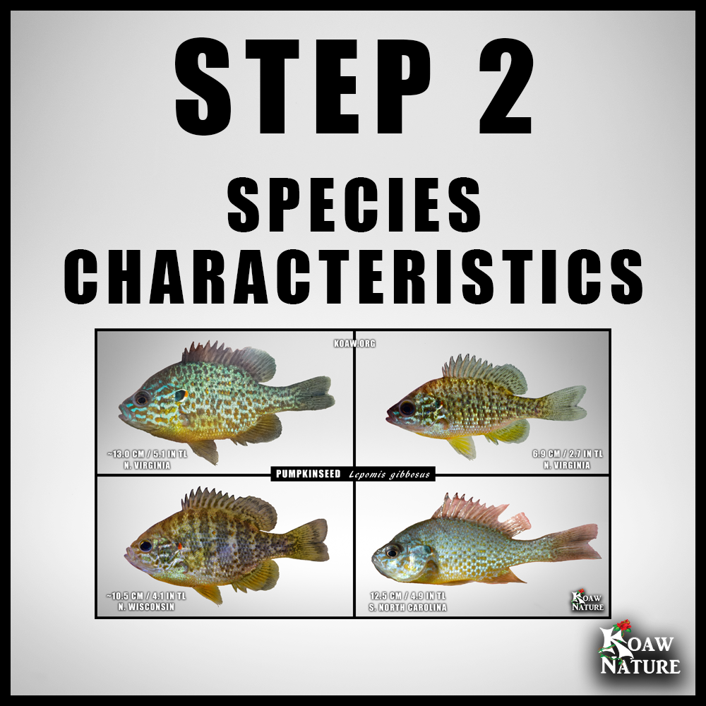 STEP 2 SPECIES CHARACTERISTICS SUNFISHES KOAW NATURE.png