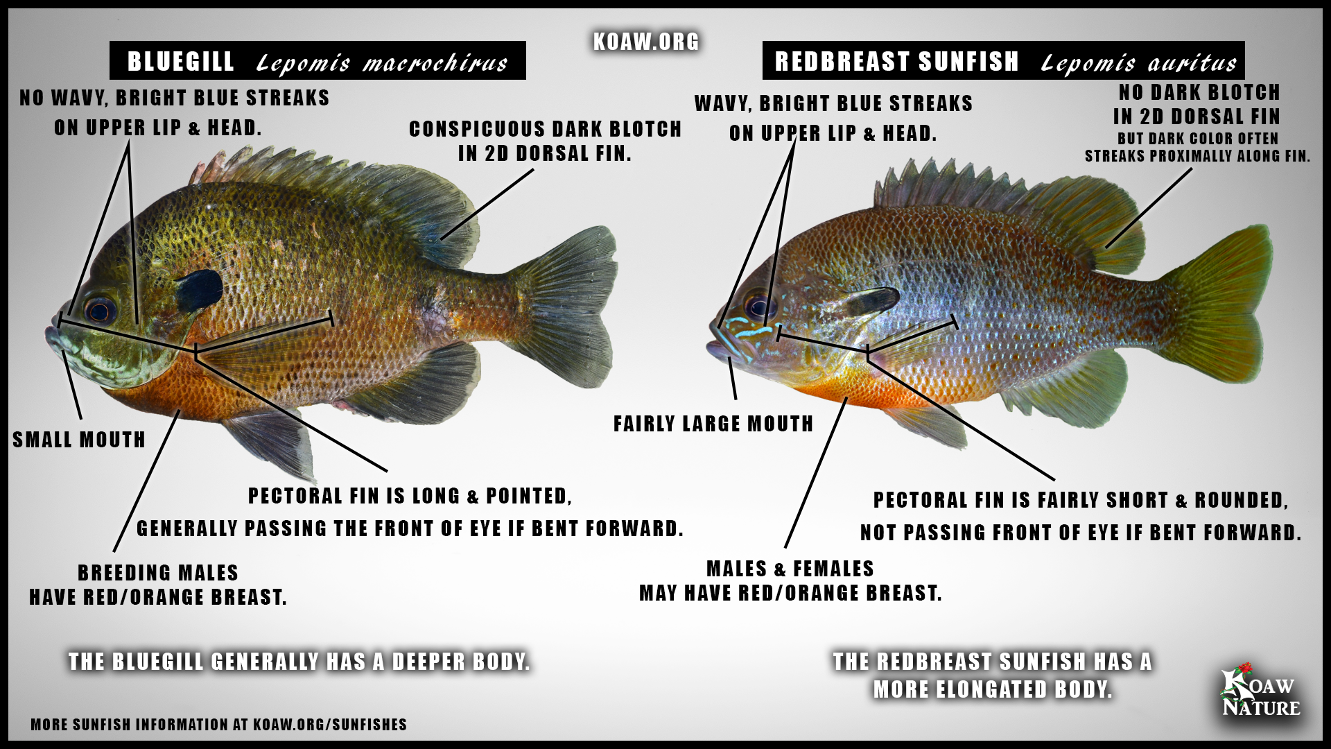 Redbreast Sunfish (Lepomis auritus) — Koaw Nature