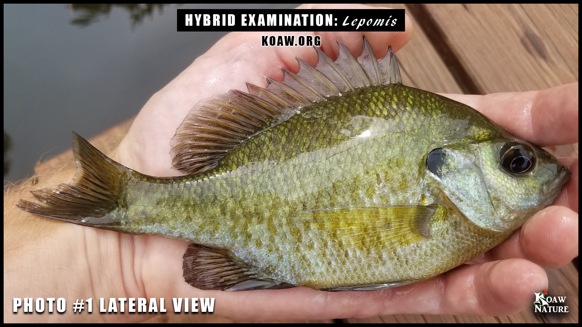 Sunfish Hybrid ID Walk-Through — Koaw Nature