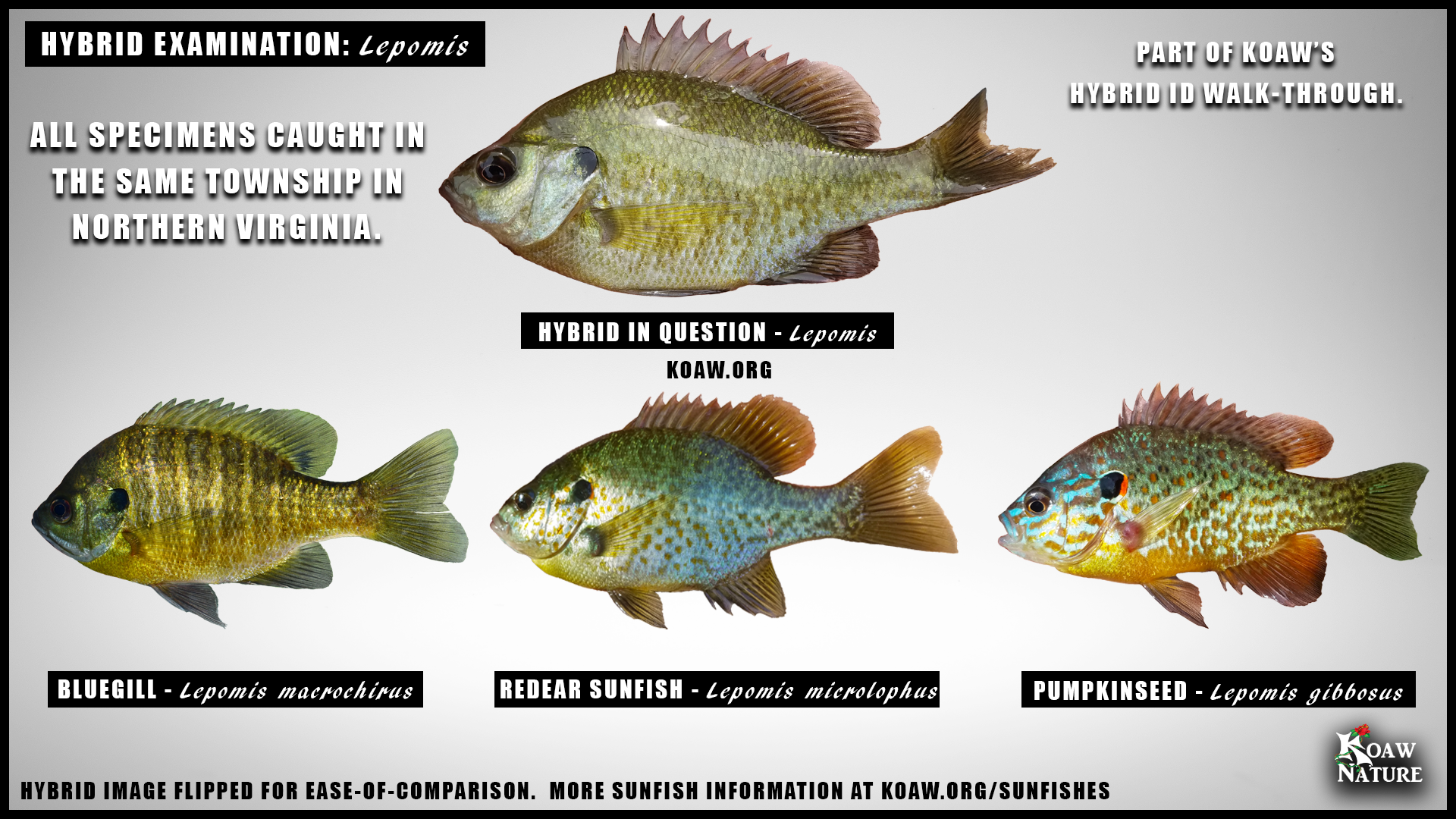 Sunfish Hybrid ID Walk Through Koaw Nature Sunfish Hybrid ID Walk Through Koaw Nature