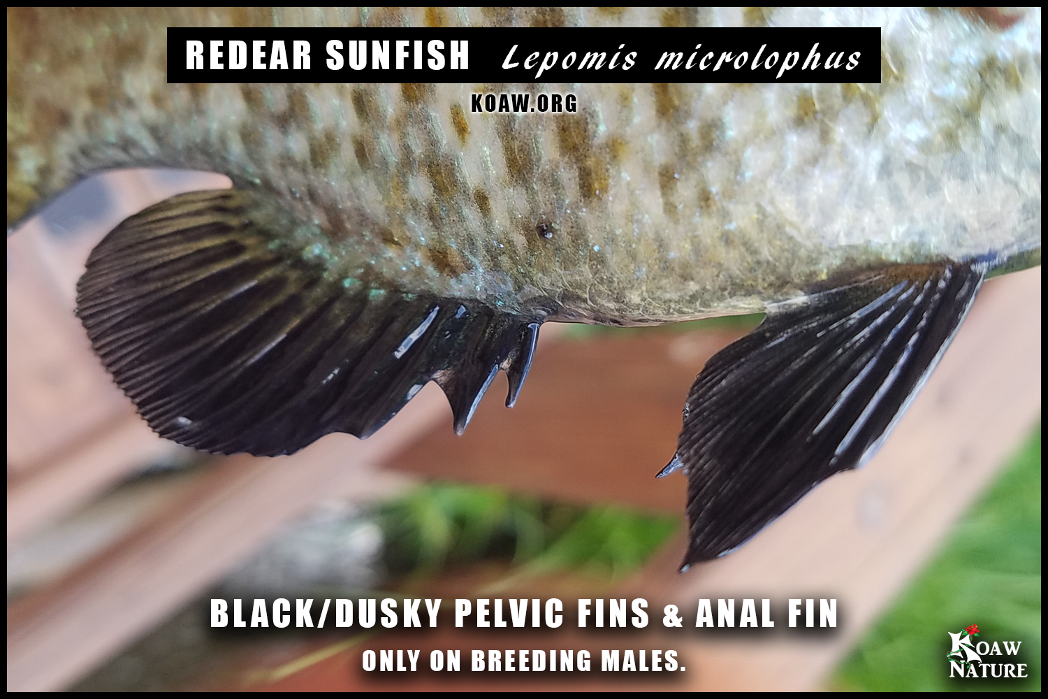 Black anal fins pelvic fins Lepomis microlophus redear sunfish Koaw Nature.png