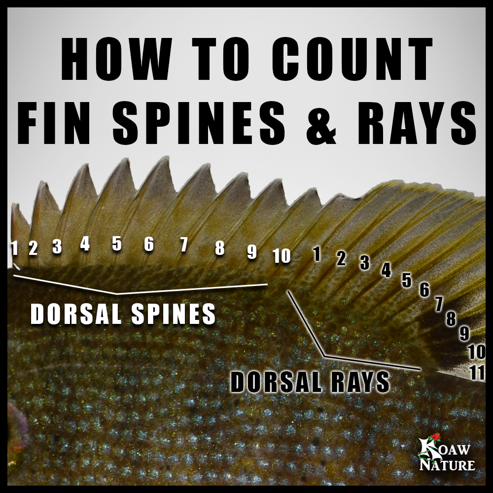 Counting Fin Spines and Rays KOAW NATURE.png