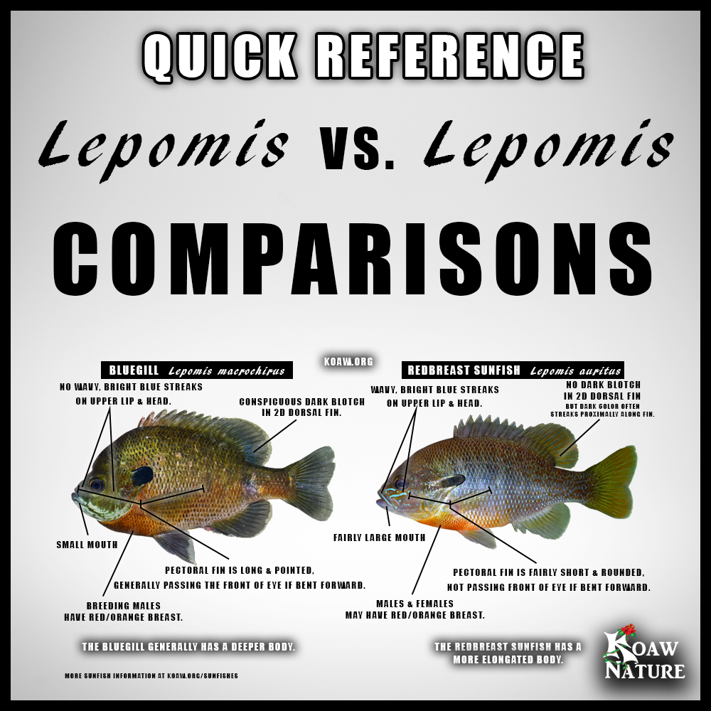 Lepomis vs Lepomis Quick Reference Koaw Nature.png