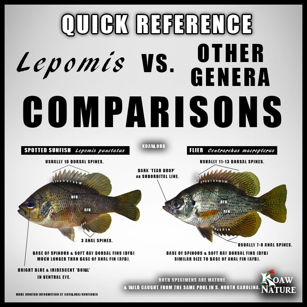 Lepomis vs Other Genera Comparison Koaw Nature.png