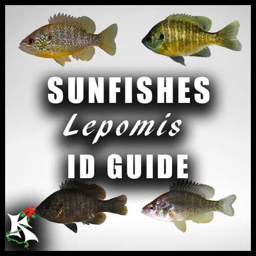 Lepomis ID Guide Koaw Nature.png