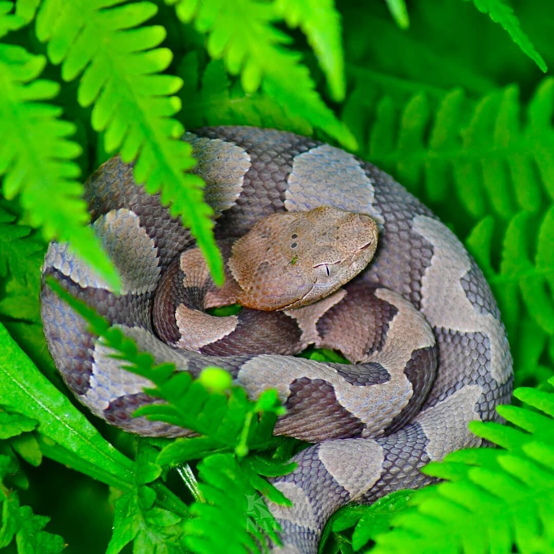 EASTERN COPPERHEAD (Agkistrodon contortrix) &ndash; Finding this creature has thus far been the most enchanting animal encounter of my year. There exists some intrinsic fascination that draws my admiration for the beauty and complexity of this snake.