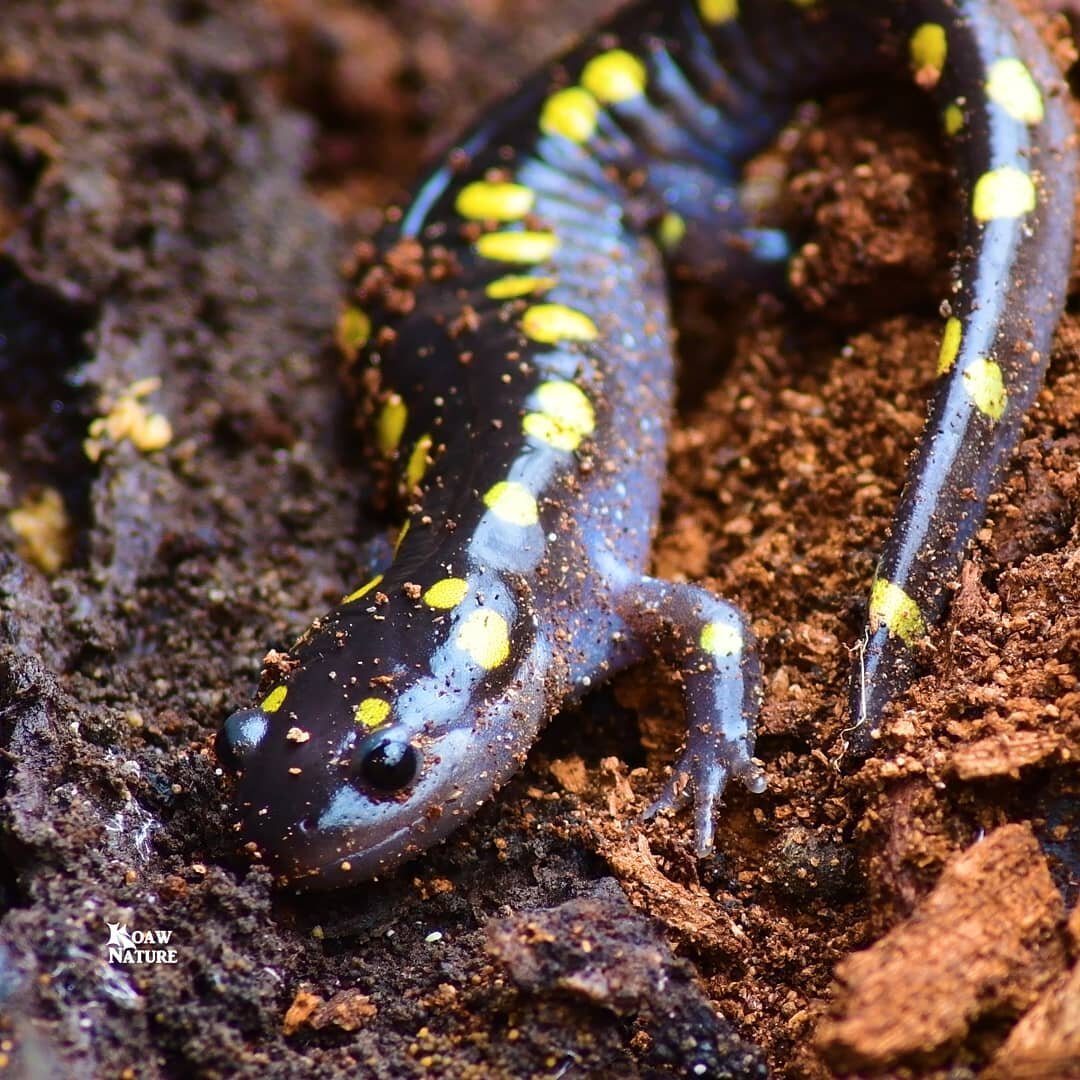 Oh yes, I am posting again on Instagram! 😁

A very attractive spotted salamander (Ambystoma maculatum) is wondering why I have disturbed its rest. Stressed specimens will secrete a toxic substance that looks milky in color. I didn&rsquo;t let this b