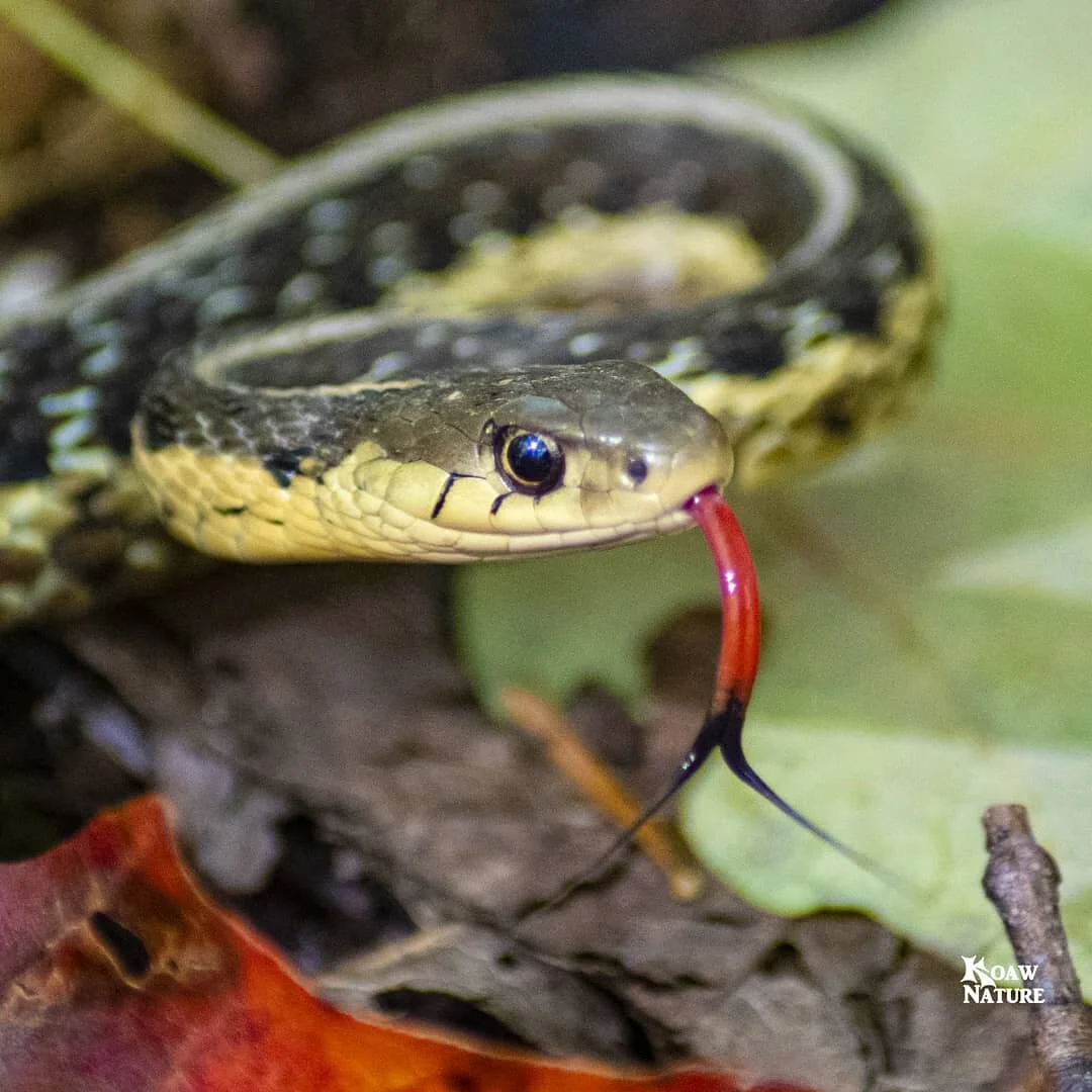 I found this little fella in an eerily dark hemlock forest. It's forked tongue is picking up my scent by capturing molecules in the air for the Jacobson's organ to process. This snake is probably tasting my Old Spice deodorant. 😂

Oh yeah, that's a 