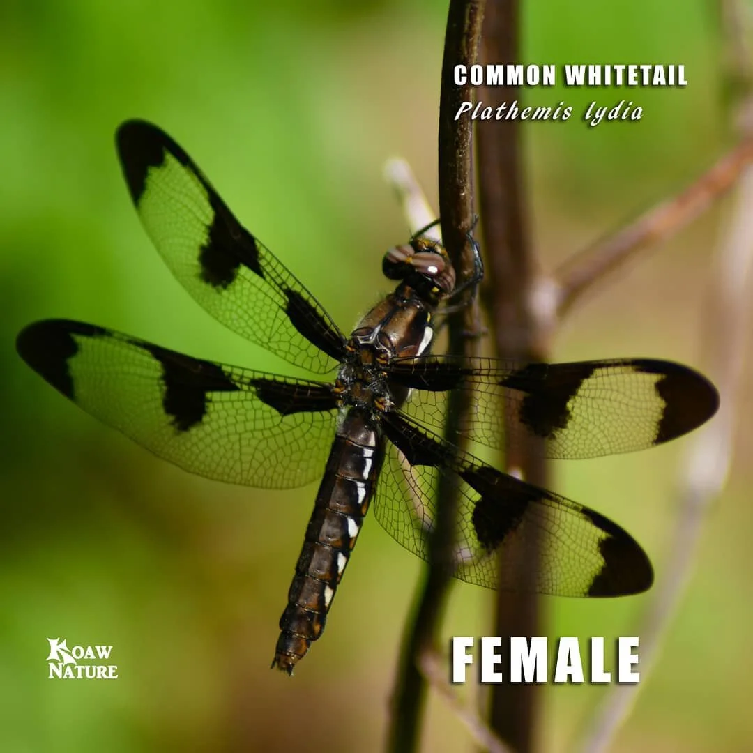 ID photos for you of the common whitetail (Plathemis Lydia) dragonfly because it can get a bit confusing. 🤔 1) Female 2) Male 3) Immature male 
The female is sometimes confused with the females and immature males of the twelve-spotted skimmer (Libel