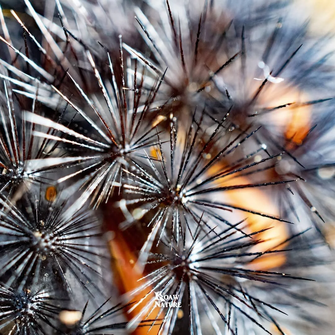 Looks like a sea urchin right?! That&rsquo;s a #macro shot of a giant leopard moth larva (Hypercompe scribonia). The bristles look like a daunting defense mechanism and do provide a sturdy wall of protection. Yet, those pointy pokers aren&rsquo;t utr