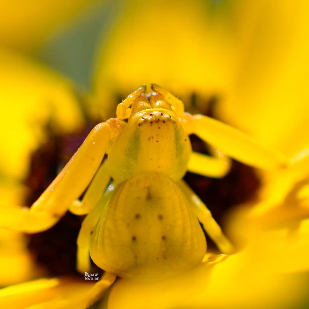 I just love the lie-and-wait position of this cryptically camouflaged hunter! 
Perhaps she is also meditating, pondering upon the necessities of clean energy and saying, &ldquo;Solar energy is so amazing!&rdquo; 🌞

I would reply to the spider, &ldqu