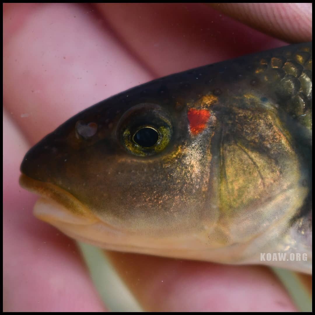 Do you see the ❤? This charming male is ready for some loving!

I was baffled when able to get this hornyhead chub (Nocomis biguttatus) in the tank and see the marking behind the eye that so resembled a heart. A red blotch is typical on mature males,