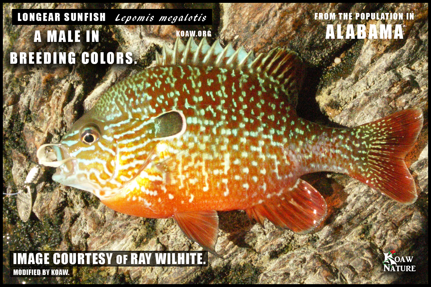 Longear Sunfish Lepomis Megalotis Koaw Nature