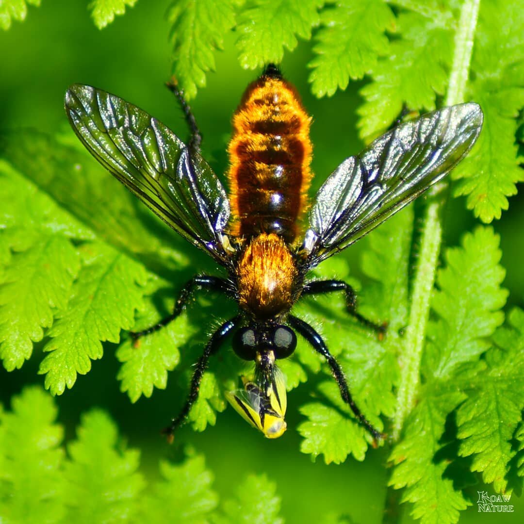 Snack time! This bee-mimic robber fly (complex Laphria sericea) found a leafhopper (maybe Oncopsis variabilis) along the Appalachian Trail. (During the summer, of course; it's sooo cold now!)

A colorful predator-prey interaction, would you agree? 

