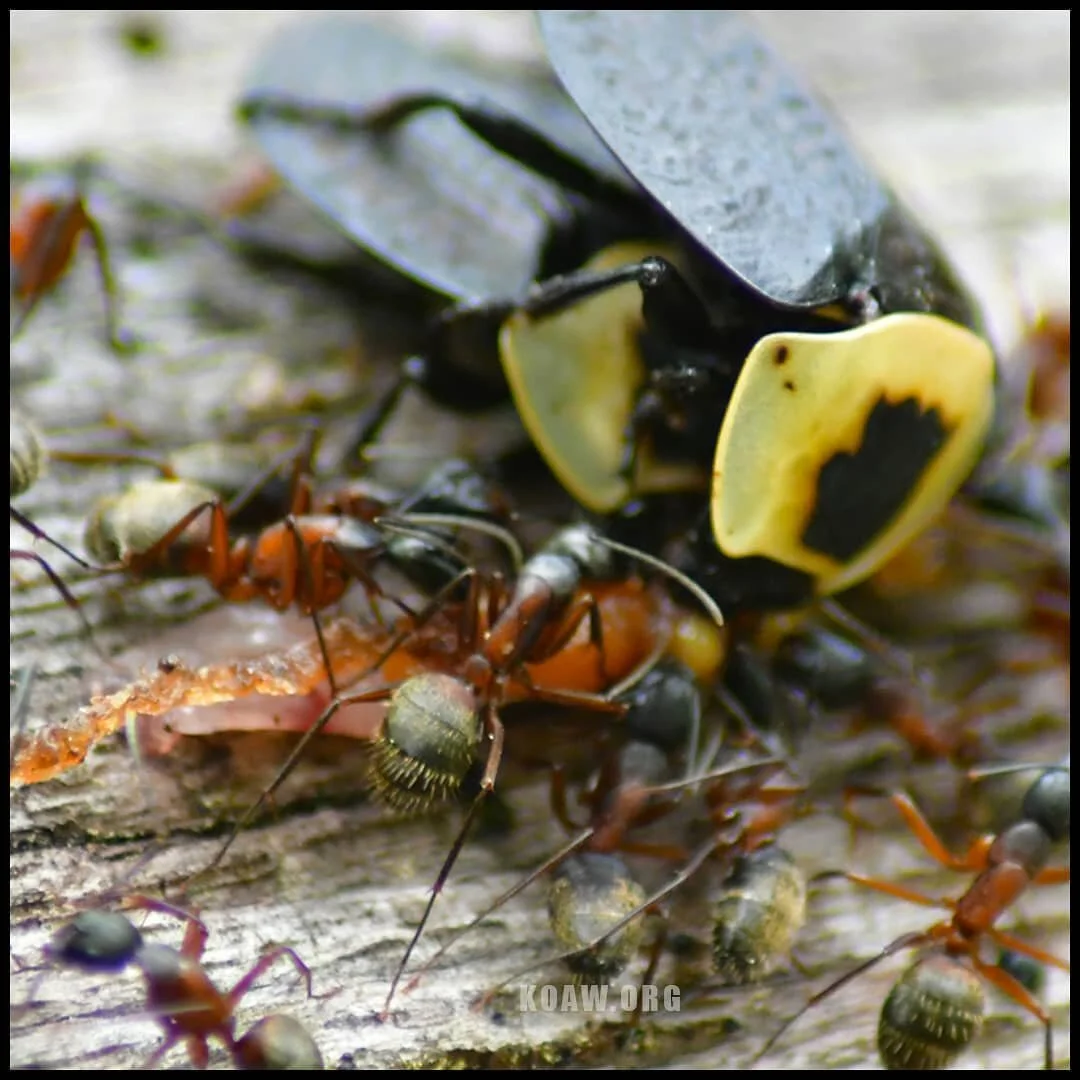 An epic feast! The two large American carrion beetles (Necrophilia americana) are sharing a meal with ferruginous carpenter ants (Camponotus chromaiodes). 

The reddish substance they are eating is likely a slime flux (some bacterial colony) or even 