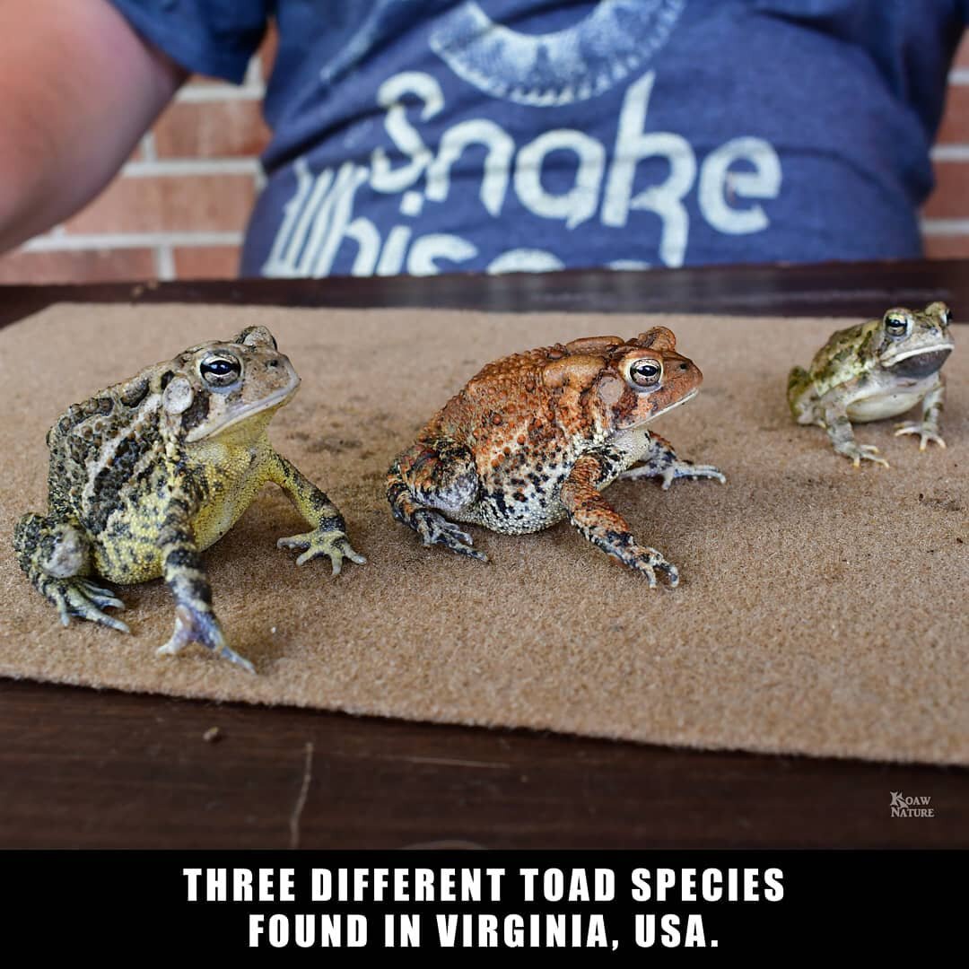 They actually posed well for the photo! Can you ID 'em? 🐸 BTW, color is not a great feature to use for distinguishing these species.

I teamed up with Ty &quot;The Snakeman&quot; Smith to create a free ID guide for these often confused species.

Thr