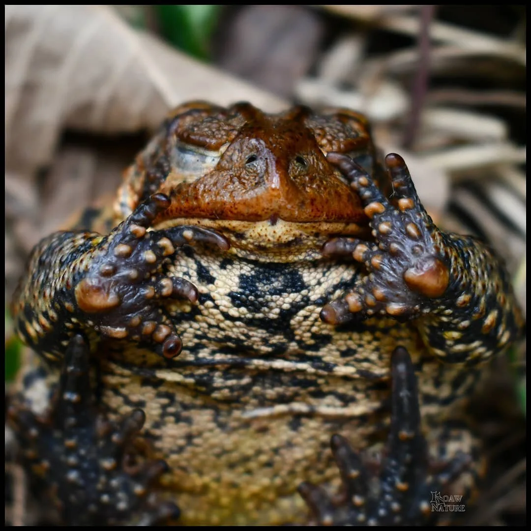 I had the same reaction as this toad when I found out the Colorado Avalanche games were going to be postponed. 11 days without Avs! 😲

Though I fully respect the extra precautions taken by the NHL &amp; NHLPA to ensure the safety of the players and 