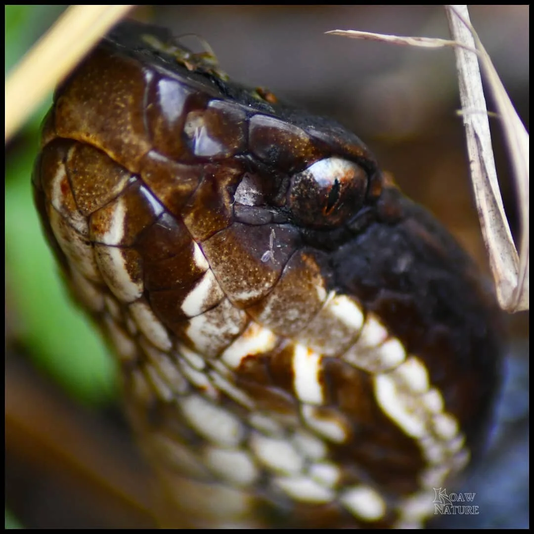 Such a lovely creature! The northern cottonmouth, or water moccasin, (Agkistrodon piscivorus) is the only venomous water snake here in the U.S..

They're actually quite docile, unless they are provoked or you're a prey item like a fish. But I'm assum