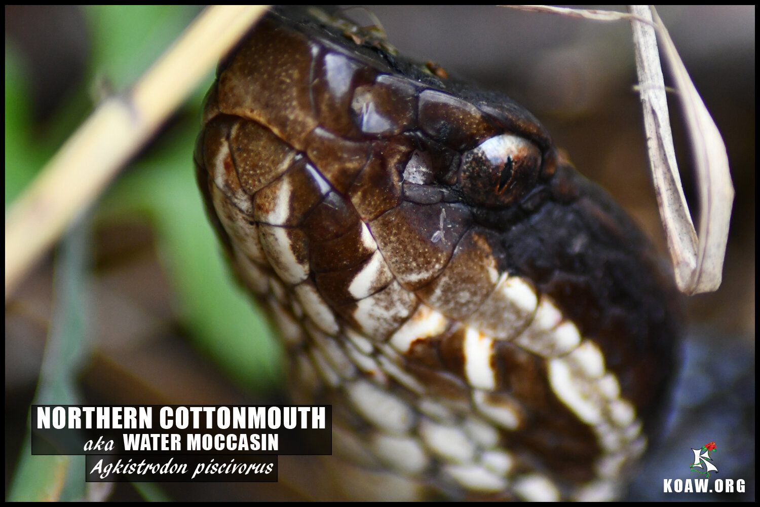 Cottonmouth or Water Moccasin