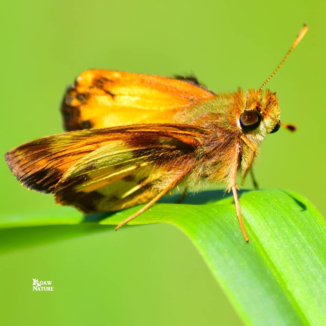 Spring brings out the butterflies! 🦋 I usually see the zabulon skipper (Poanes zabulon) before most of the other skippers of the family Hesperiidae. Though, this year I did see a bunch of duskywings weeks before this male zabulon graced me with a ph