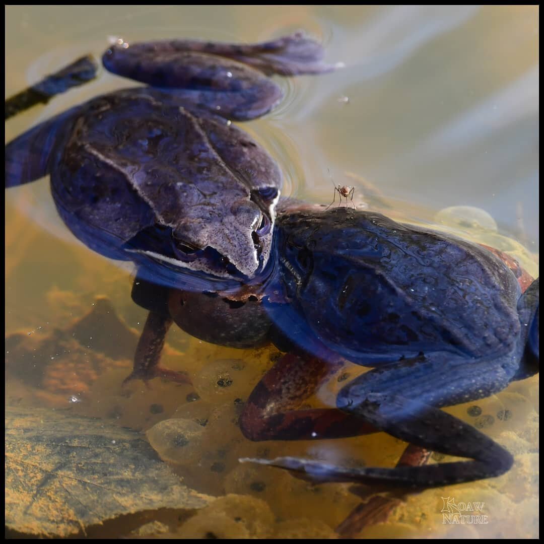 Male-to-male combat with a female stuck in the middle! A grand display of sexual selection at the vernal pool.

These are wood frogs (Lithobates sylvaticus). After a few warm days in early spring they gather in dense numbers to carry out breeding rit