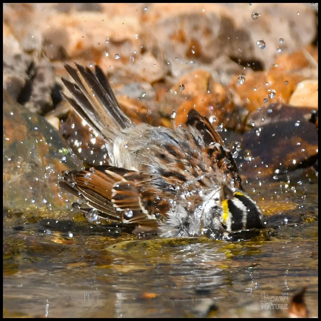 Springtime! A nice bath in the woodland creek, though that water is still chilly! 

This is a white-throated sparrow (Zonotrichia albicollis) of the New World sparrow family. The yellow spots above the eye help ID this species from similar species.

