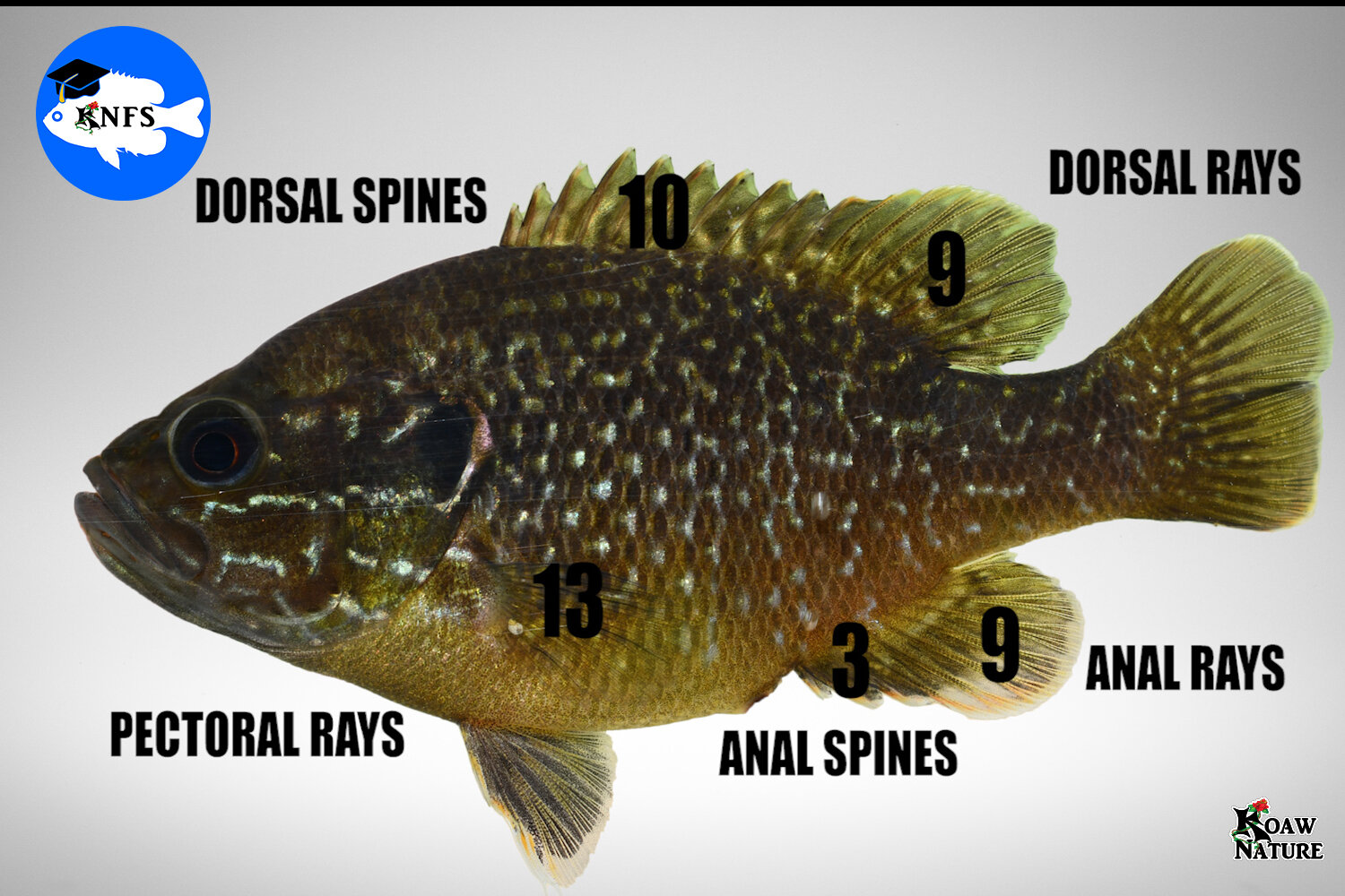 Sunfish Hybrid ID Walk-Through #2 with Video Step-by-Step — Koaw Nature