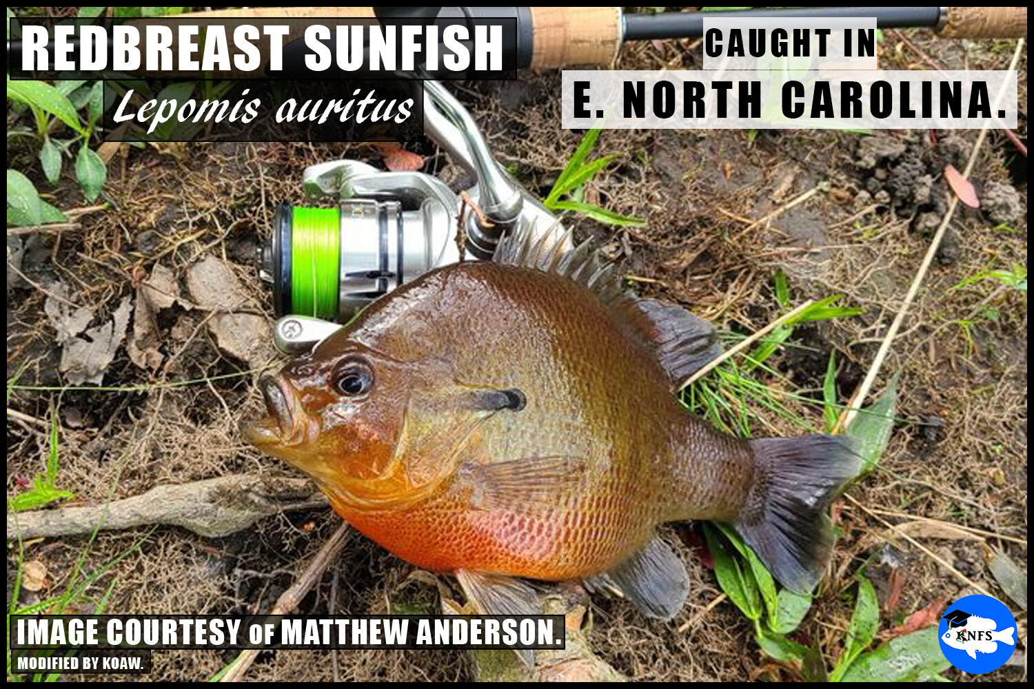 Redbreast Sunfish Matthew Anderson KNFS Koaw Nature.jpg