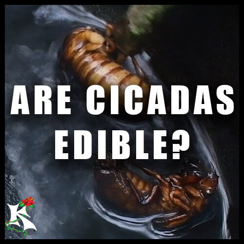 Are Cicadas Edible?