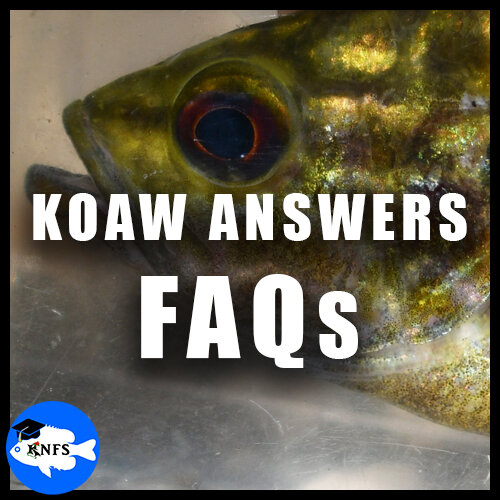 Koaw Answers Questions about the Sunfish Guide