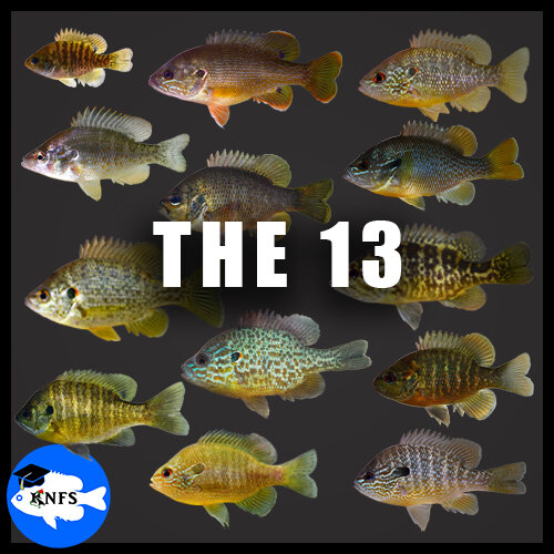 The 13: Koaw's Quest to Capture All Common Sunfishes