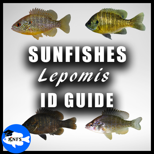 LEPOMIS ID GUIDE KNFS TAG.png