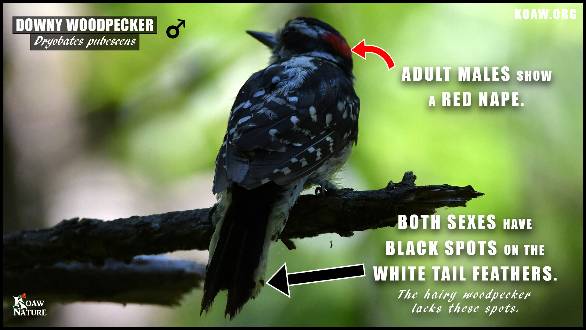 Male Downy Woodpecker Dryobates pubescens identification 1.jpg