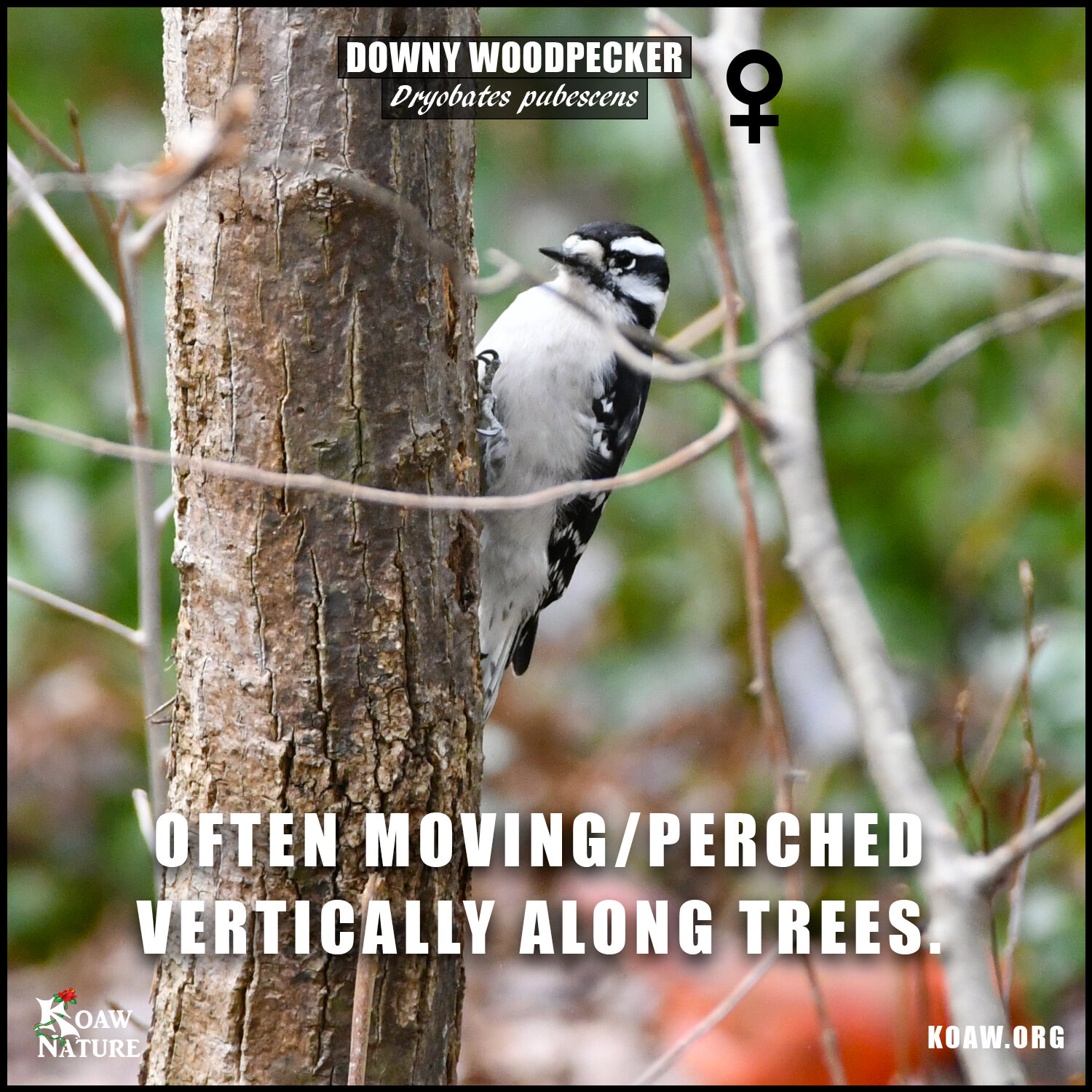 Downy Woodpecker Vertically Set on Tree Koaw Nature.jpg