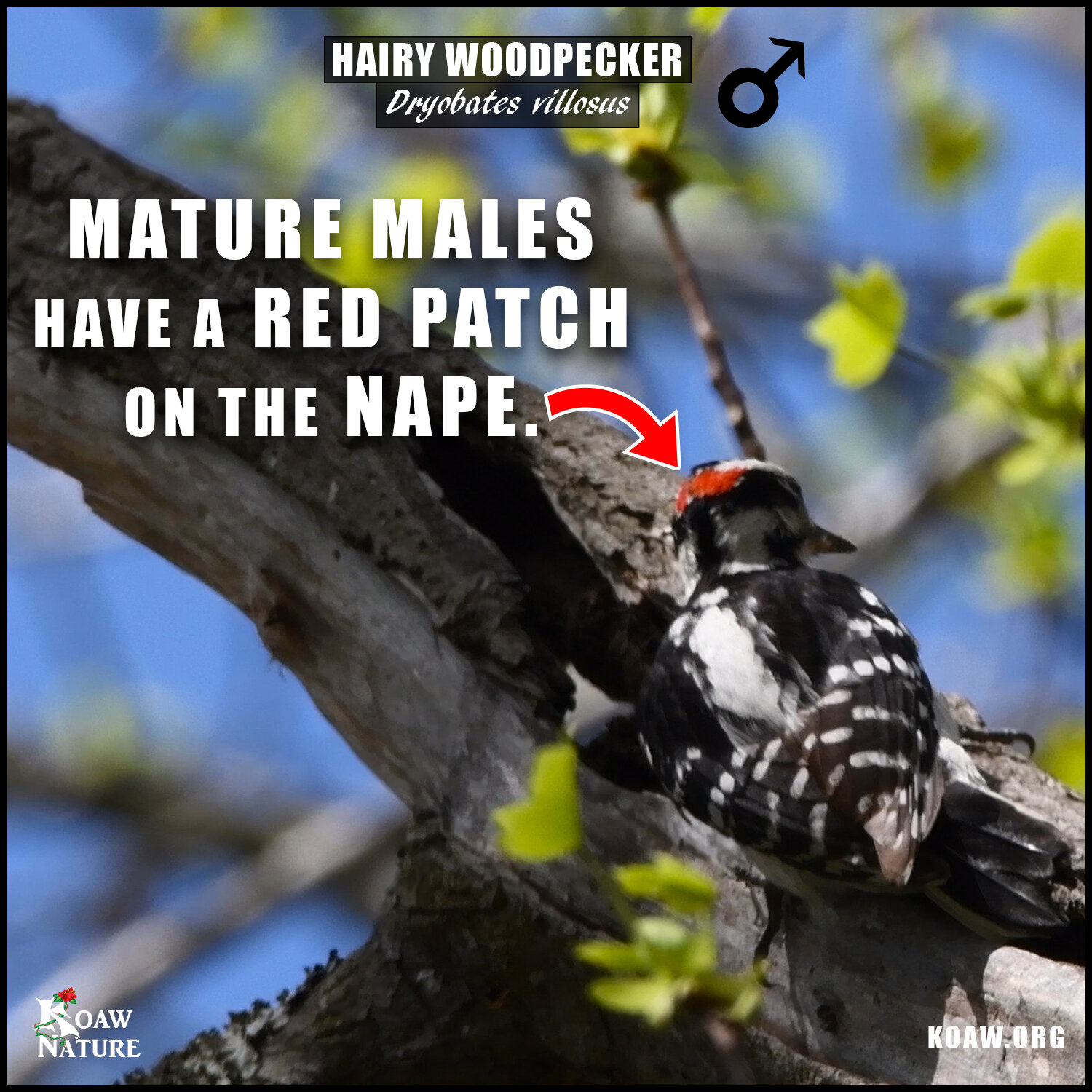 Male Hairy Woodpecker Koaw Nature.jpg